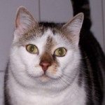 tigger`s alternatives Ego